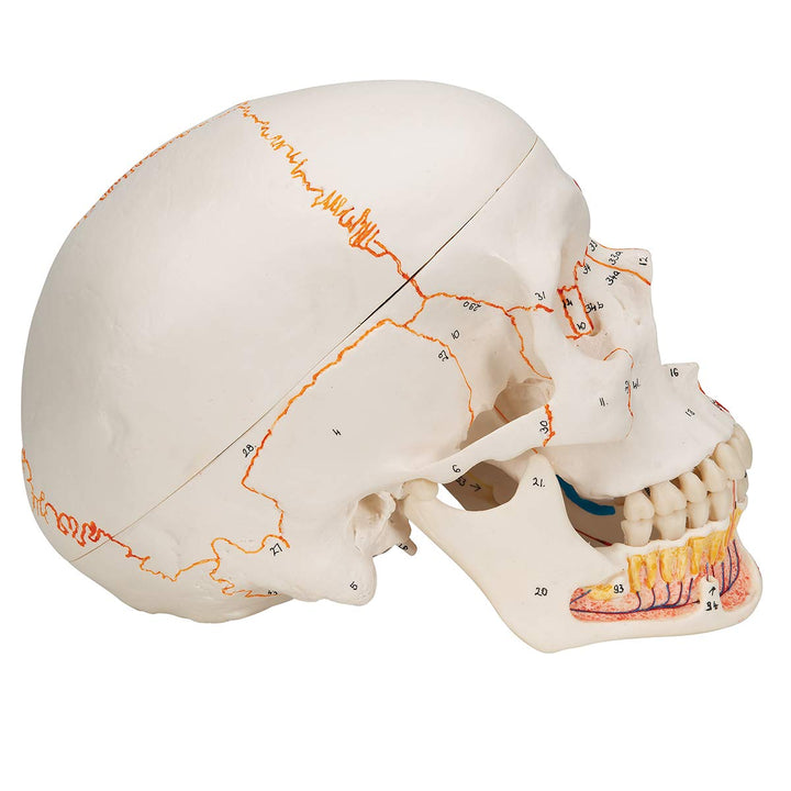 3B Scientific A22/1 Classic Skull wt opened lower Jawpainted3- - 3B Smart Anatomy 3-part skull with opened lower jaw and painted origins and insertions