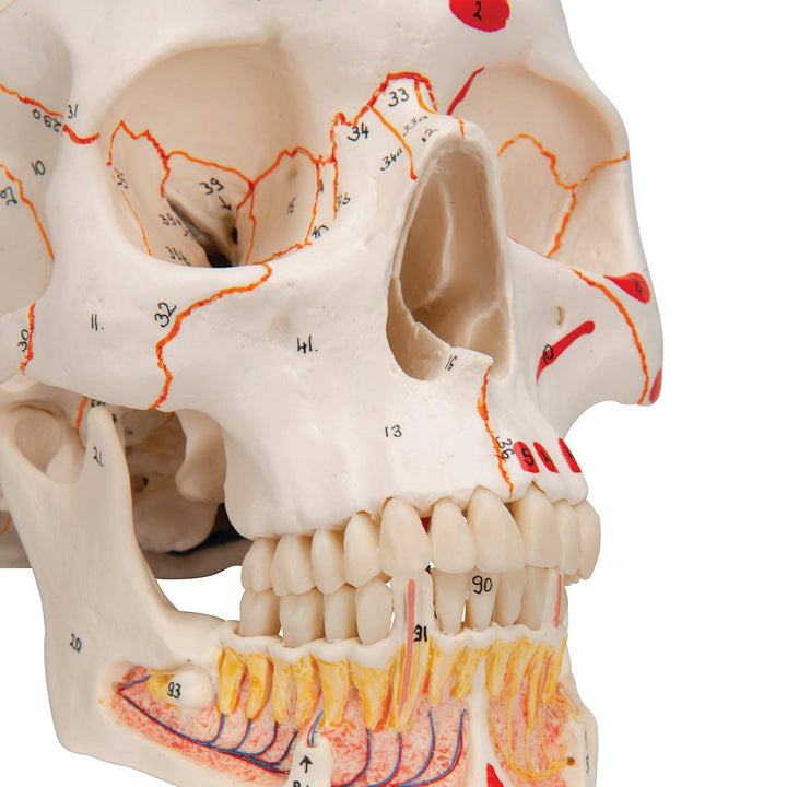 3B Scientific A22/1 Classic Skull wt opened lower Jawpainted3- - 3B Smart Anatomy 3-part skull with opened lower jaw and painted origins and insertions