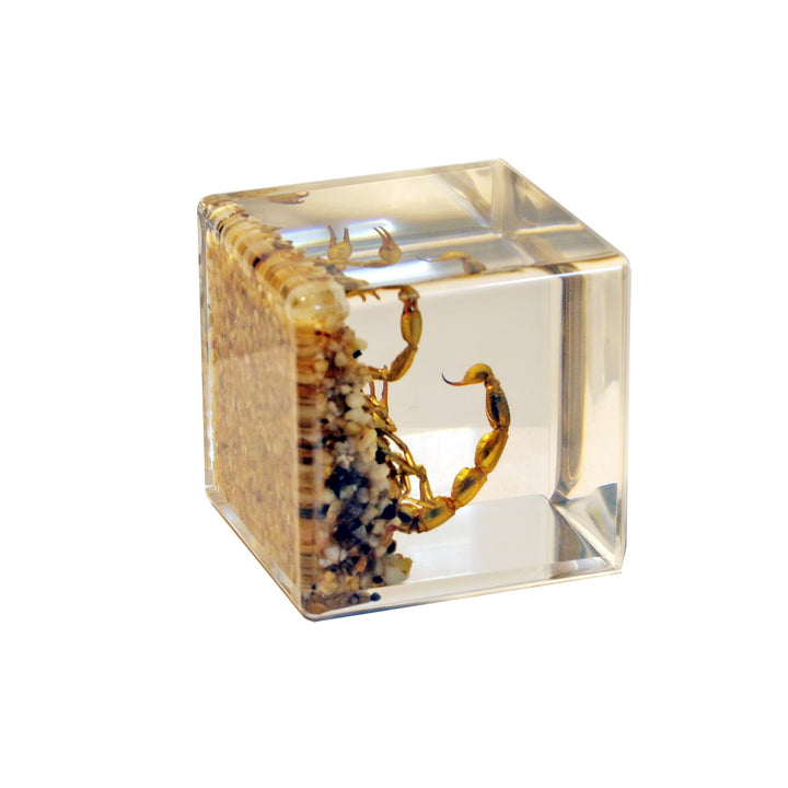 REALBUG Real Golden Scorpion Cube Desk Decoration