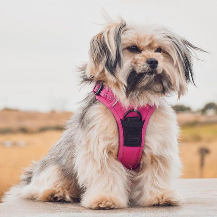 Dog Harness Dual Leash Attachment No-Pull Control Adjustable Soft but Strong Pet Harness for Medium and Large Dogs with 3M Reflective Technology - Fuchsia, M (Chest: 20 - 25") M (Chest: 20 - 25") Fuchsia (Nylon)