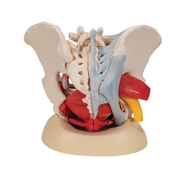 3B Scientific H20/4 Female Pelvis w/ Ligaments 6 Part - 3B Smart Anatomy Female Pelvis with pelvic floor, vessels, nerves, ligaments and organs, 6-part