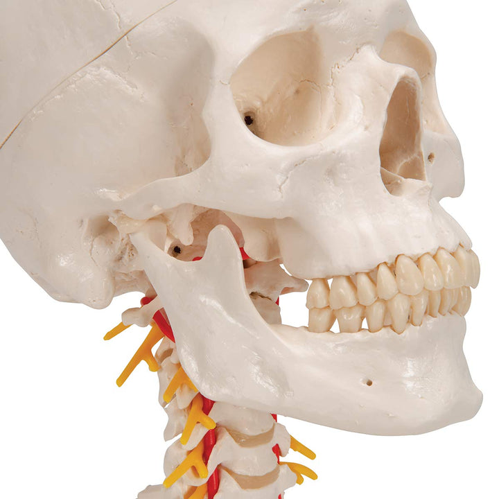 3B Scientific A20/1 Classic Skull on Cervical Spine 4-part - 3B Smart Anatomy 4-part skull on cervical spine