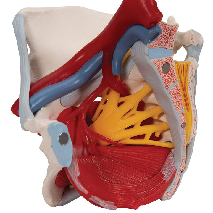 3B Scientific H20/4 Female Pelvis w/ Ligaments 6 Part - 3B Smart Anatomy Female Pelvis with pelvic floor, vessels, nerves, ligaments and organs, 6-part