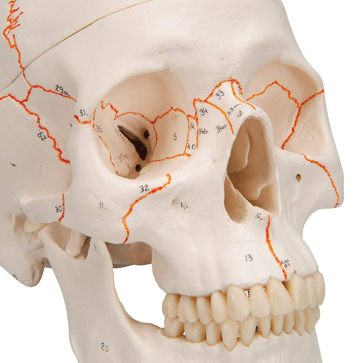 3B Scientific A21 Plastic 3 Part Numbered Human Classic Skull Model, 7.9" x 5.3" x 6.1" 3-part numbered skull