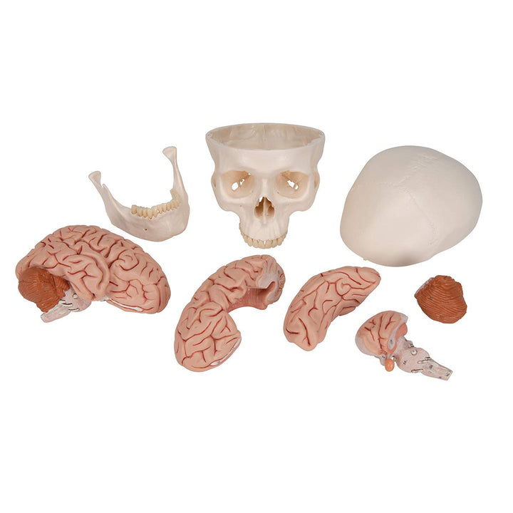 3B Scientific A20/9 Classic Skull w/ Brain 5-part - 3B Smart Anatomy 3-part skull with 5-part brain