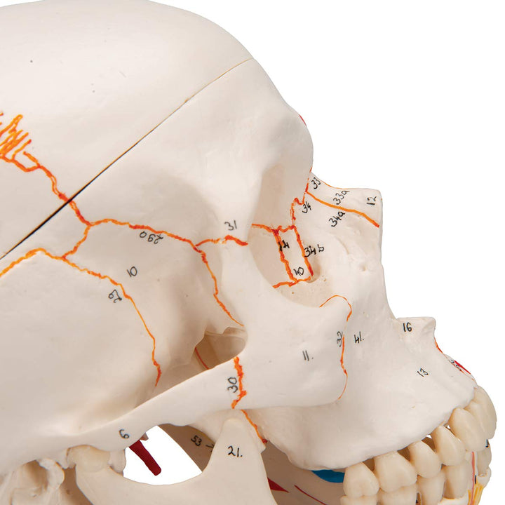 3B Scientific A22/1 Classic Skull wt opened lower Jawpainted3- - 3B Smart Anatomy 3-part skull with opened lower jaw and painted origins and insertions