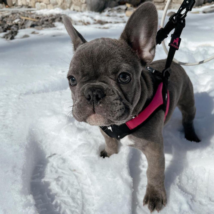 Gooby Escape Free Easy Fit Harness - Hot Pink, Medium - No Pull Step-in Patented Small Dog Harness with Quick Release Buckle - Perfect On The Go No Pull Harness for Small Dogs or Medium Dog Harness Medium chest (18~21.75")