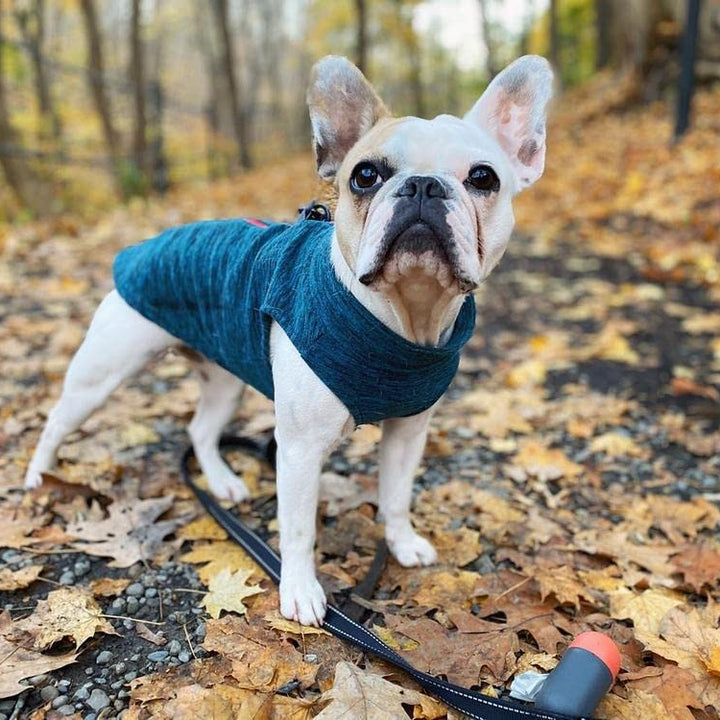 Gooby Zip Up Fleece Dog Sweater - Turquoise Wash, Large - Warm Pullover Fleece Step-in Dog Jacket with Dual D Ring Leash - Winter Small Dog Sweater - Dog Clothes for Small Dogs Boy and Medium Dogs Large chest (~20")