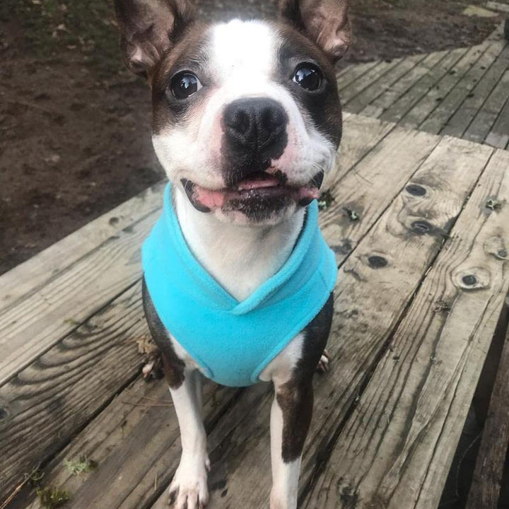 Gooby Fleece Vest Dog Sweater - Turquoise, Large - Warm Pullover Fleece Dog Jacket with O-Ring Leash - Winter Small Dog Sweater Coat - Cold Weather Dog Clothes for Small Dogs Boy or Girl Large (Around 18-lb)