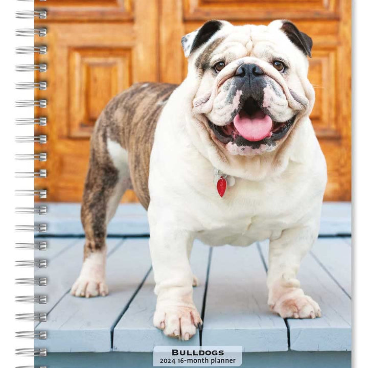 2024 BrownTrout Bulldogs 6-inch x 7.75-inch Weekly & Monthly Engagement Planner, Multicolor (9781975468774)