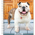 2024 BrownTrout Bulldogs 6-inch x 7.75-inch Weekly & Monthly Engagement Planner, Multicolor (9781975468774)