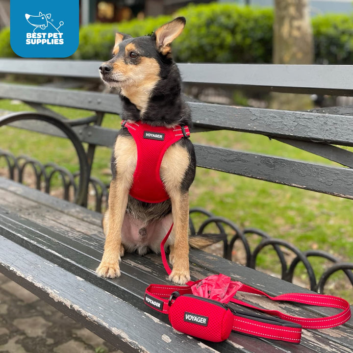Best Pet Supplies Voyager Adjustable Dog Harness Leash Set with Reflective Stripes for Walking Heavy-Duty Full Body No Pull Vest with Leash D-Ring, Breathable All-Weather - Harness (Turquoise), L Harness Leash Set (Turquoise) L (Chest: 20 - 25")