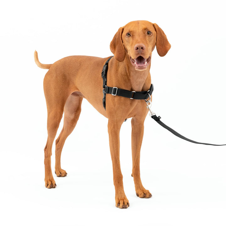 PetSafe Easy Walk Dog Harness - Stop Pulling & Teach Leash Manners - Prevent Pulling on Walks - Medium, Charcoal/Black