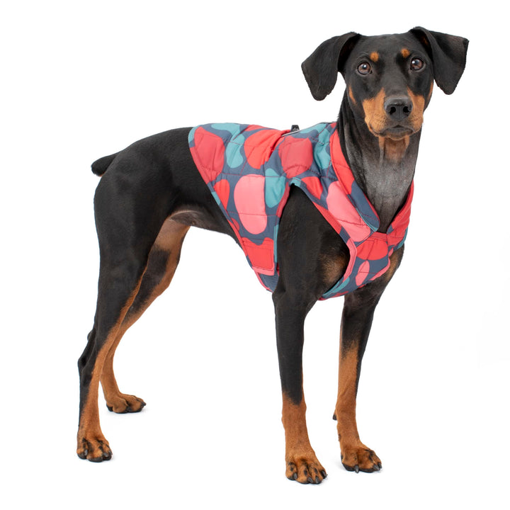 Kurgo Loft Dog Jacket, Reversible Dog Coat, Wear with Harness or Sweater, Water Resistant, Reflective, Winter Coat For Medium Dogs (Lava Lamp, M) Lava Lamp