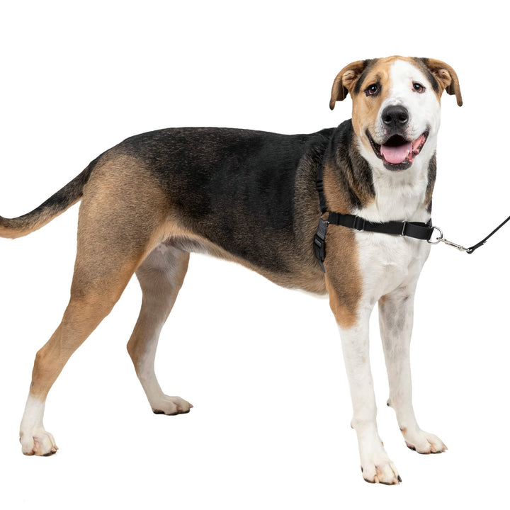 PetSafe Easy Walk No-Pull Dog Harness - The Ultimate Harness to Help Stop Pulling - Take Control & Teach Better Leash Manners - Helps Prevent Pets Pulling on Walks - Extra Large, Charcoal/Black X-Large