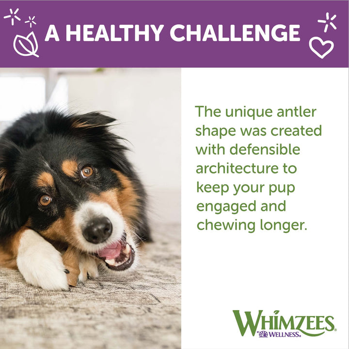 WHIMZEES by Wellness Occupy Antler Natural Dental Chews for Dogs, Long Lasting Treats, Grain-Free, Freshens Breath, Large Breed, 6 count