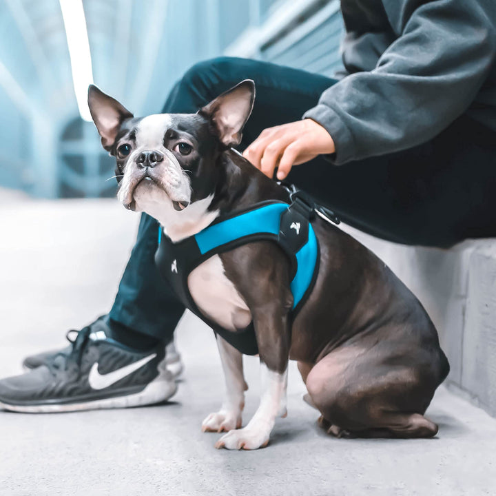Gooby Escape Free Easy Fit Harness - Turquoise, X-Small - No Pull Step-in Patented Small Dog Harness with Quick Release Buckle - Perfect On The Go No Pull Harness for Small Dogs or Medium Dog Harness X-Small chest (15~17.25")