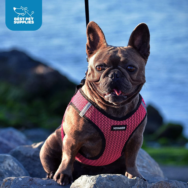 Voyager Step-in Air Dog Harness - All Weather Mesh Step in Vest Harness for Small and Medium Dogs by Best Pet Supplies - Pink Trim, M Harness (Black/Pink Trim) M (Chest: 16 - 18")