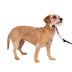 PetSafe Gentle Leader No-Pull Dog Headcollar - The Ultimate Solution to Pulling - Redirects Your Dog's Pulling For Easier Walks - Helps You Regain Control - Small, Raspberry Pink