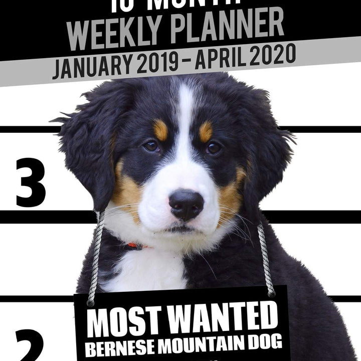 2019-2020 Weekly Planner - Most Wanted Bernese Mountain Dog: Daily Diary Monthly Yearly Calendar Large 8.5" x 11" Schedule Journal Organizer Notebook Appointment (Dog Planners 2019-2020)