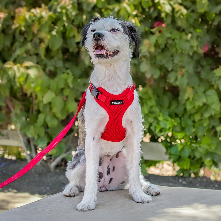 Voyager Step-in Lock Pet Harness - All Weather Mesh, Adjustable Step in Harness for Cats and Dogs by Best Pet Supplies - Red, M Harness (Red) M (Chest: 17 - 21")