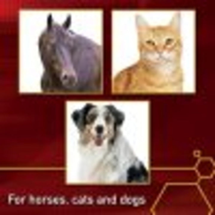 Pro Horse MSM Quality Joint Supplement, 1 Pound 1 Pound (Pack of 1)