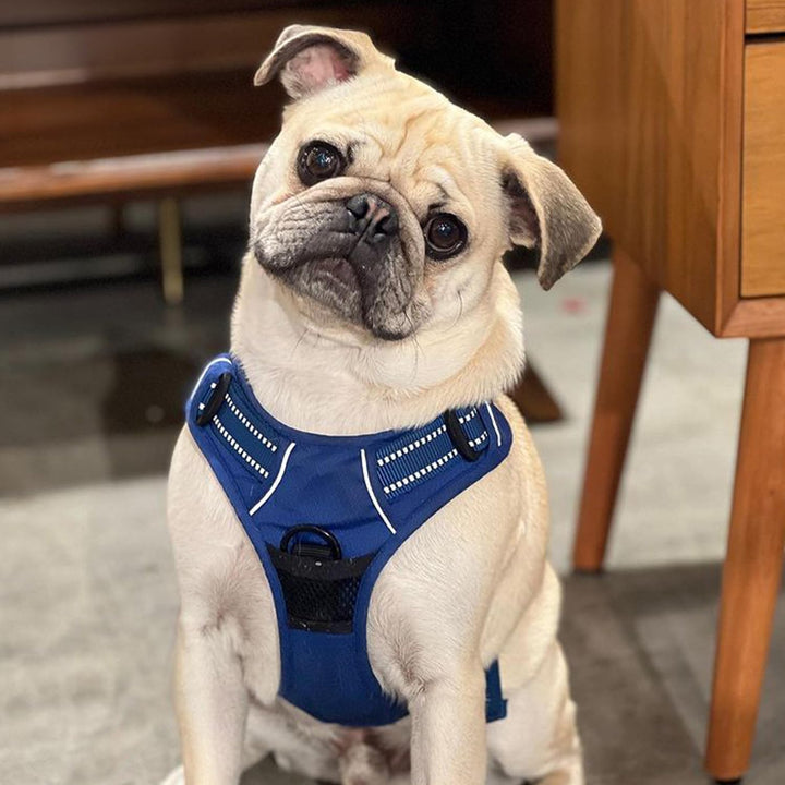 Voyager Dog Harness Dual Leash Attachment No-Pull Control Adjustable Soft but Strong Pet Harness for Medium and Large Dogs with 3M Reflective Technology - Royal Blue Lattice, XL (Chest: 28 - 37") XL (Chest: 28 - 37") Harness (Royal Blue Lattice Nylon)