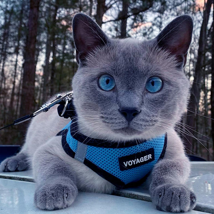 Voyager Step-In Air Dog Harness - All Weather Mesh Step in Vest Harness for Small and Medium Dogs by Best Pet Supplies - Baby Blue Base, M Harness (Baby Blue/Black Trim) M (Chest: 16 - 18")