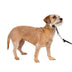 PetSafe Gentle Leader No-Pull Dog Headcollar - The Ultimate Solution to Pulling - Redirects Your Dog's Pulling for Easier Walks - Helps You Regain Control - Small, Charcoal Grey, Charcoal