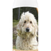 Healthy Breeds Goldendoodle Oatmeal Shampoo with Aloe 16 oz Oatmeal 16 oz Goldendoodle, White