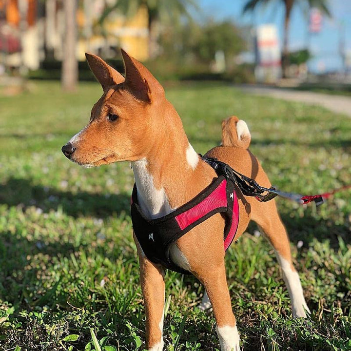 Gooby Escape Free Easy Fit Harness - Red, Small - No Pull Step-in Patented Small Dog Harness with Quick Release Buckle - Perfect On The Go No Pull Harness for Small Dogs or Medium Dog Harness Small chest (16~19.25")