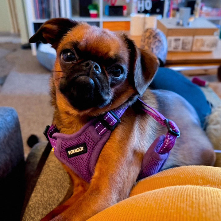 Best Pet Supplies Voyager Adjustable Dog Harness with Reflective Stripes for Walking, Jogging, Heavy-Duty Full Body No Pull Vest with Leash D-Ring, Breathable All-Weather - Harness (Purple), M Harness (Purple) M (Chest: 17 - 21")