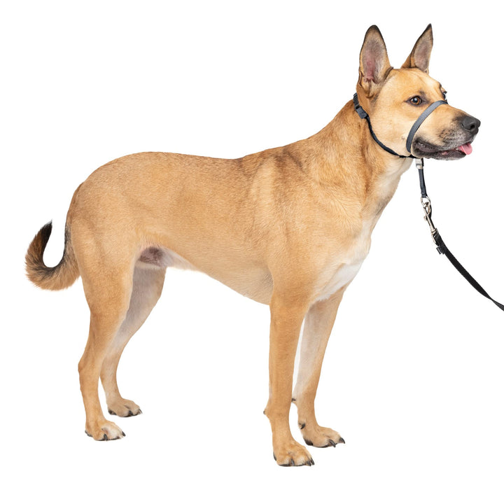 PetSafe Gentle Leader No-Pull Dog Headcollar - The Ultimate Solution to Pulling - Redirects Your Dog's Pulling for Easier Walks - Helps You Regain Control - Medium, Charcoal