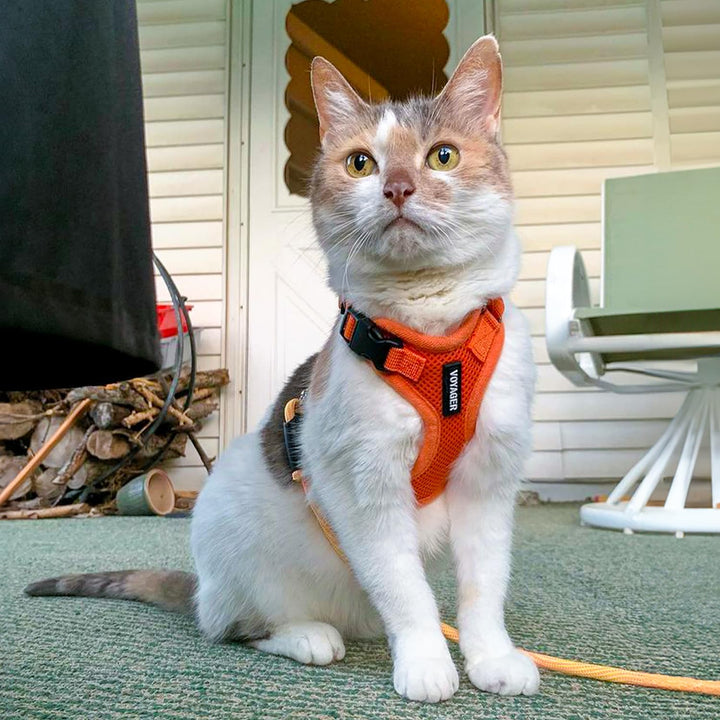 Voyager Step-in Lock Cat Harness w Reflective Cat Leash Combo Set with Neoprene Handle 5ft - Supports Small, Medium and Large Breed Cats by Best Pet Supplies - Orange, XXXS Harness Leash Set (Orange) XXXS (Chest: 10.5 - 13" * Fit Cats)