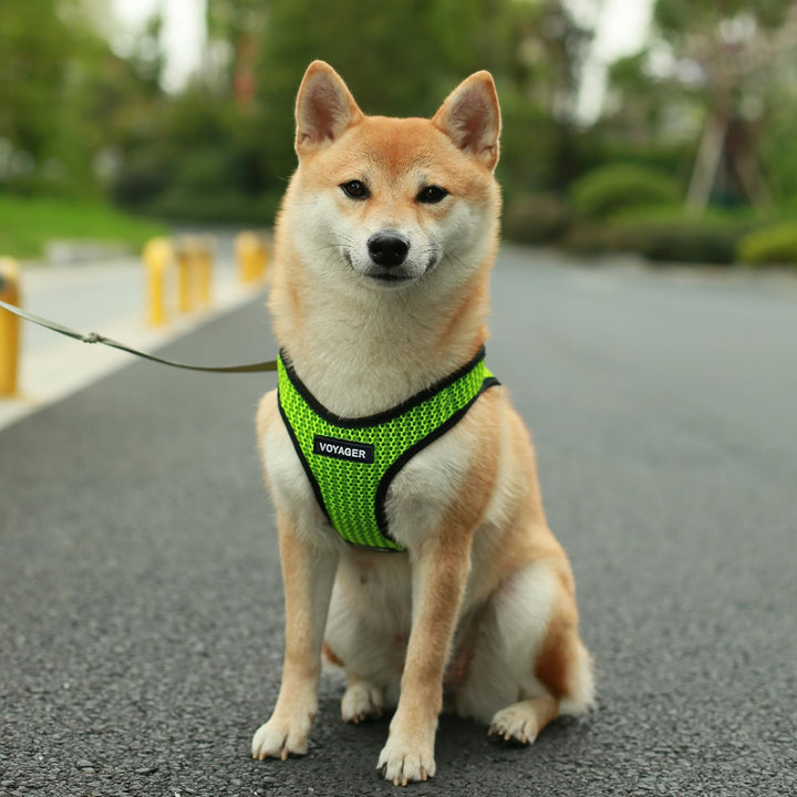 Voyager Step-in Air Dog Harness - All Weather Mesh Step in Vest Harness for Small and Medium Dogs by Best Pet Supplies - Lime Green (2-Tone), L Harness (Lime Green 2-Tone) L (Chest: 18 - 20.5")