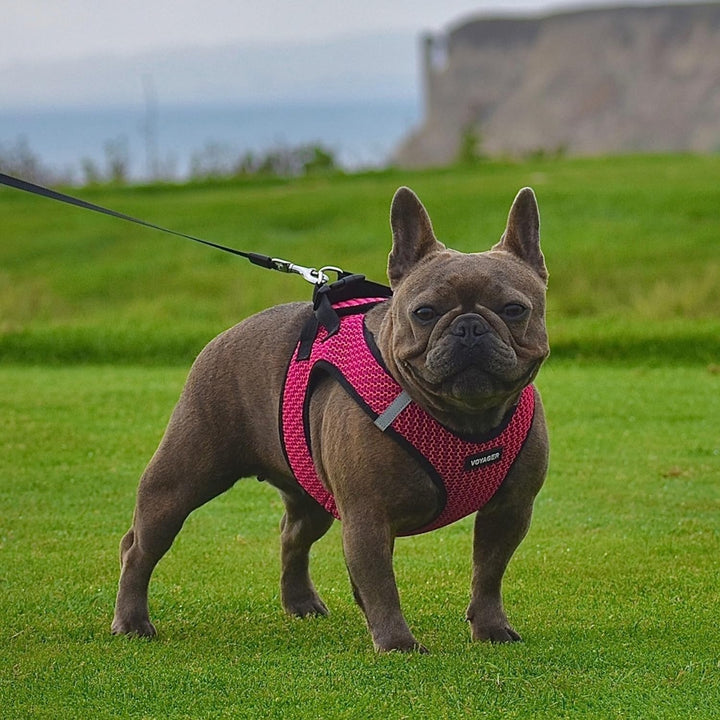 Voyager Step-in Air Dog Harness - All Weather Mesh Step in Vest Harness for Small and Medium Dogs by Best Pet Supplies - Fuchsia (2-Tone), S Harness (Fuchsia 2-Tone) S (Chest: 14.5 - 16")