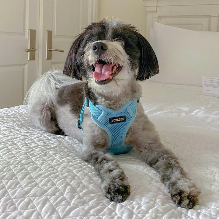 Best Pet Supplies Voyager Adjustable Dog Harness with Reflective Stripes for Walking, Jogging, Heavy-Duty Full Body No Pull Vest with Leash D-Ring, Breathable All-Weather - Harness (Baby Blue), S Harness (Baby Blue) S (Chest: 15 - 18")