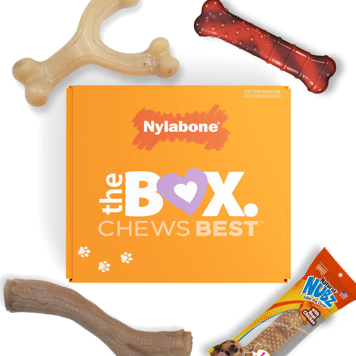 Nylabone Dog Gift Box for Small Dogs - 3 Strong Chew Toys and 1 Dog Treat - Flavor Variety, Small/Regular (4 Count)