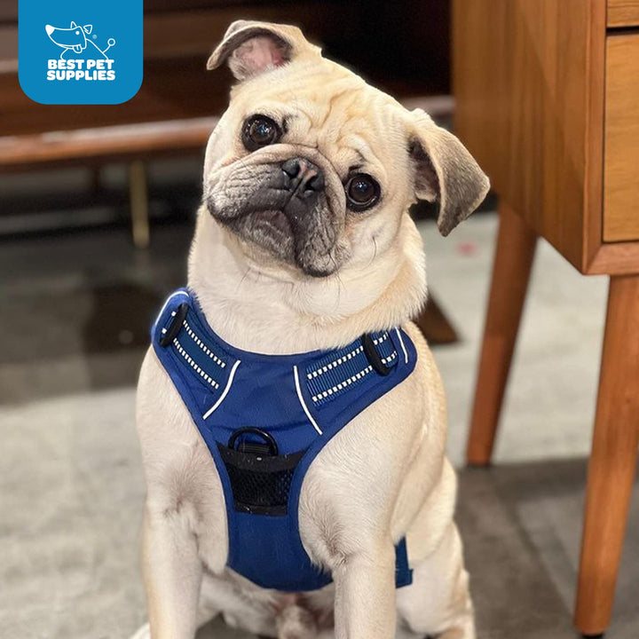 Voyager Dog Harness Dual Leash Attachment No-Pull Control Adjustable Soft but Strong Pet Harness for Medium and Large Dogs with 3M Reflective Technology - Royal Blue Lattice, XL (Chest: 28 - 37") XL (Chest: 28 - 37") Harness (Royal Blue Lattice Nylon)