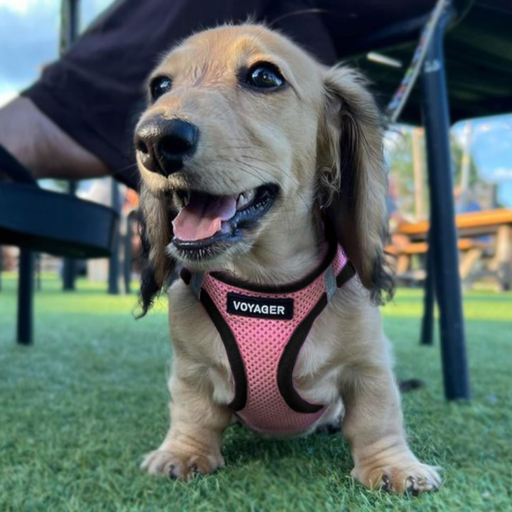 Voyager Step-In Air Dog Harness - All Weather Mesh Step in Vest Harness for Small and Medium Dogs by Best Pet Supplies - Pink Base, XS Harness (Pink/Black Trim) XS (Chest: 13 - 14.5")