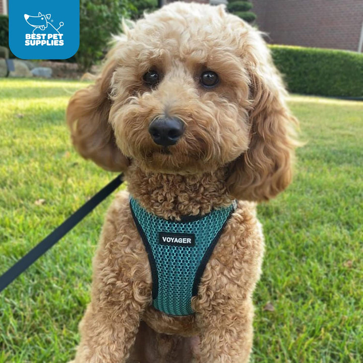 Voyager Step-in Air Dog Harness - All Weather Mesh Step in Vest Harness for Small and Medium Dogs and Cats by Best Pet Supplies - Harness (Turquoise 2-Tone), XL (Chest: 20.5-23")