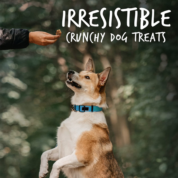 Fruitables Biggies Dog Biscuits  Crunchy Dog Biscuits Made with Pumpkin  Healthy Dog Treats Packed with Real Fruit Flavor  Free of Wheat, Corn and Soy  Almond Butter & Coconut  16 oz