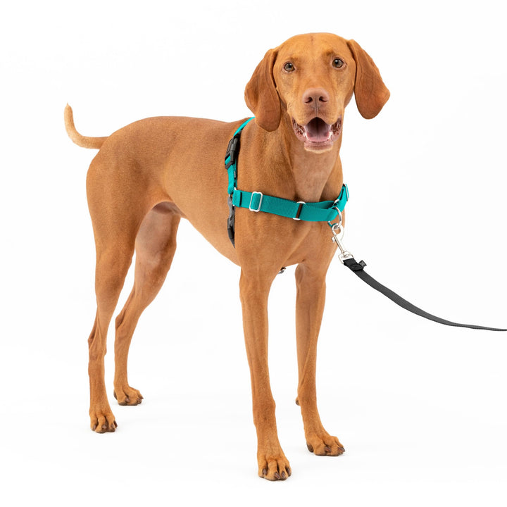 PetSafe Easy Walk No-Pull Dog Harness - The Ultimate Harness to Help Stop Pulling - Take Control & Teach Better Leash Manners - Helps Prevent Pets Pulling on Walks - Medium, Teal