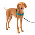 PetSafe Easy Walk No-Pull Dog Harness - The Ultimate Harness to Help Stop Pulling - Take Control & Teach Better Leash Manners - Helps Prevent Pets Pulling on Walks - Medium, Teal