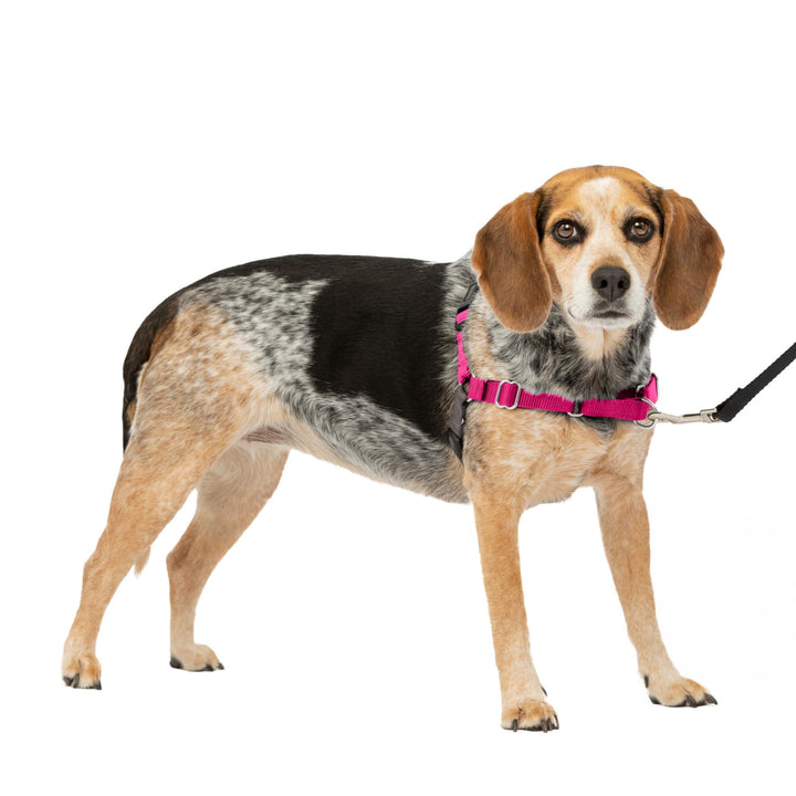 PetSafe Easy Walk No-Pull Dog Harness - The Ultimate Harness to Help Stop Pulling - Take Control & Teach Better Leash Manners - Helps Prevent Pets Pulling on Walks - Small/Medium, Raspberry/Gray