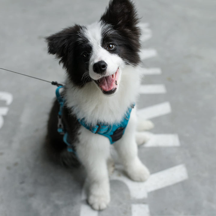 Voyager Dog Harness Dual Leash Attachment No-Pull Control Adjustable Soft But Strong Pet Harness For Medium And Large Dogs With 3M Reflective Technology - Turquoise, XL (Chest: 28 - 37")
