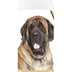 Healthy Breeds Mastiff Oatmeal Shampoo with Aloe 16 oz Oatmeal 16 oz