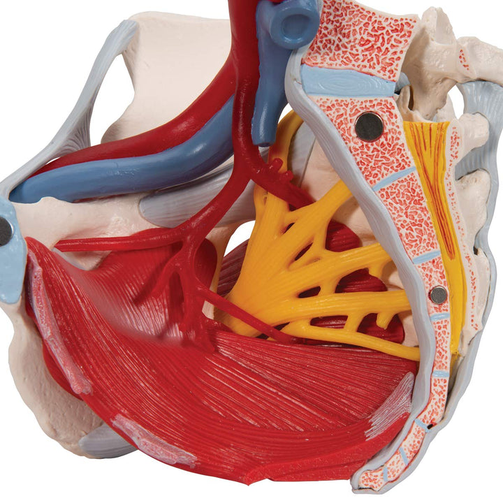 3B Scientific H20/4 Female Pelvis w/ Ligaments 6 Part - 3B Smart Anatomy Female Pelvis with pelvic floor, vessels, nerves, ligaments and organs, 6-part