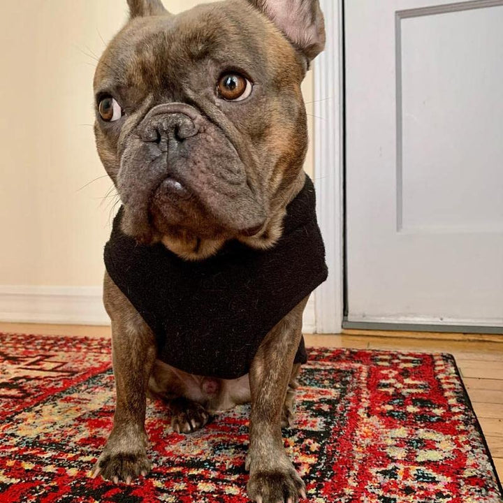 Gooby Stretch Fleece Vest Dog Sweater - Black, Small - Warm Pullover Fleece Dog Jacket - Winter Dog Clothes for Small Dogs Boy or Girl - Dog Sweaters for Small Dogs to Dog Sweaters for Large Dogs Small Length (9")