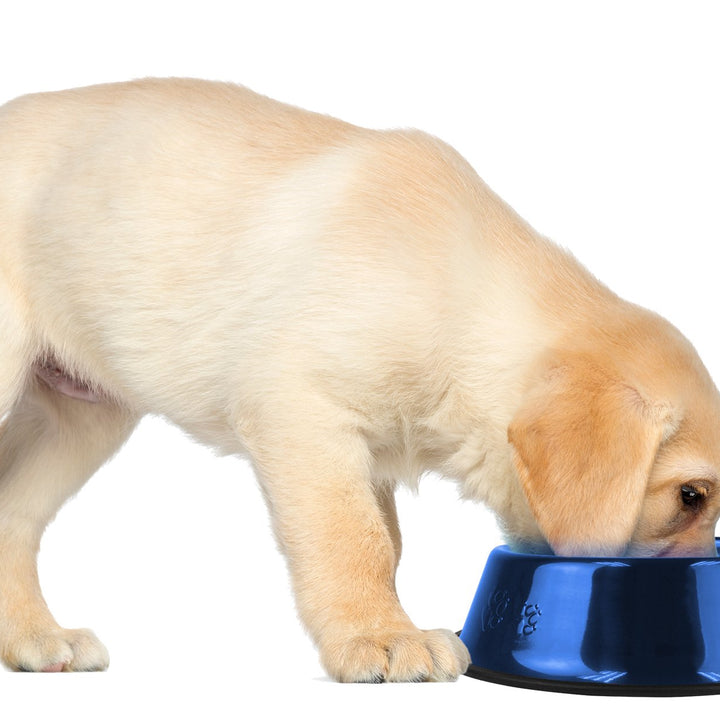 Platinum Pets Non-Tip Stainless Steel Dog Bowl, 10 Oz, Sapphire Blue, Small
